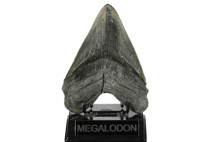 Serrated, Fossil Megalodon Tooth - South Carolina #178753
